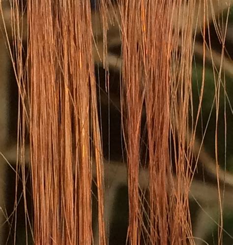 Organic henna dye hair colors produce a surprisingly vibrant finish 14