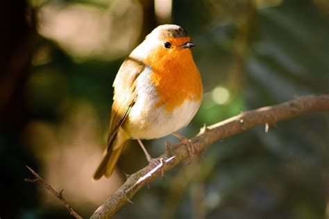 Top 12 Best Singing Birds In The World