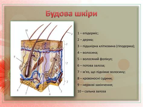 Будова шкіри - з чого складається шкіра