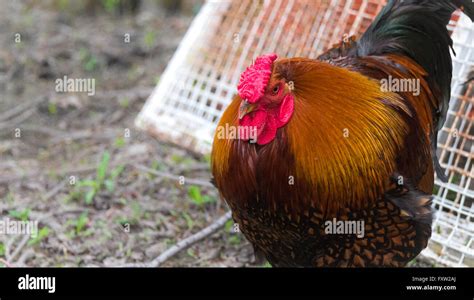 Rhode Island Red big Cock rooster chicken with flamboyant tones of red ...