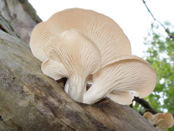 Pleurotus spp.