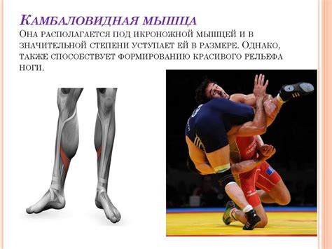 Функционирующие мышцы ног при занятии вольной борьбой - презентация онлайн