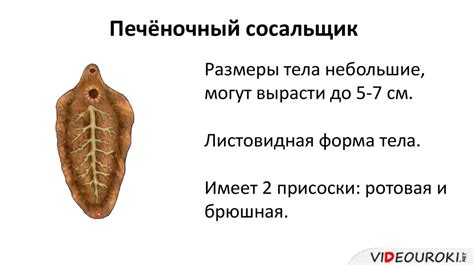 Класс Сосальщики - презентация онлайн