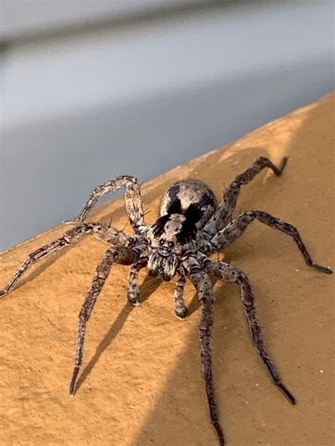 how can you keep spiders out of your house 7