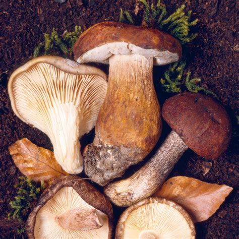 recettes  accords mets vins cepe