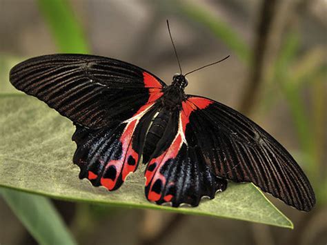 Бабочка Papilio rumanzovia (Парусник Румянцева)