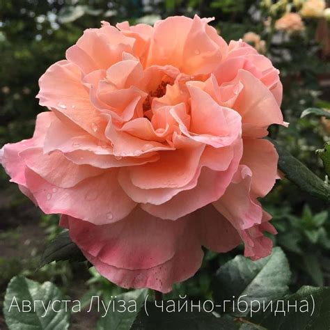 Farmasi Україна