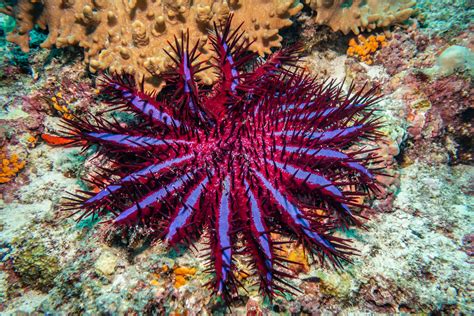 Predators Of The Crown Of Thorns Starfish