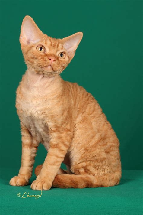 Devon Rex Red Tabby | anoboycato