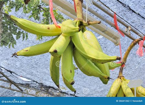 Одичалый банан (Musa Spp. Группа AAB) Стоковое Фото - изображение ...
