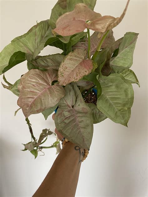 Syngonium milk confetti : Syngonium