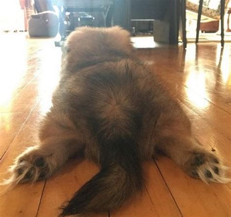 14 Funny Pekingese Pictures That Will Make Your Day! - PetPress