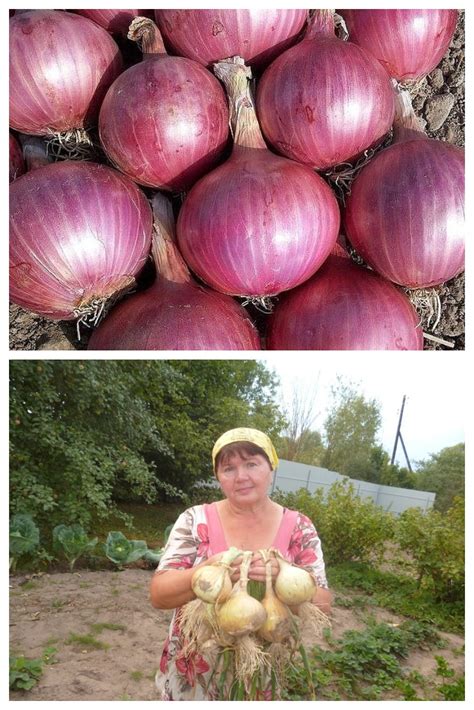 Огородные секреты. Лук