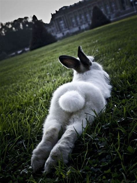 35 Extremely Photogenic Animals Make Models Look Bad!
