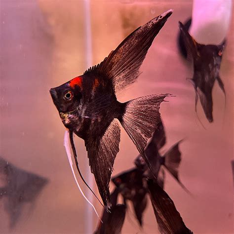 Platinum Panda Angelfish - Discus Madness