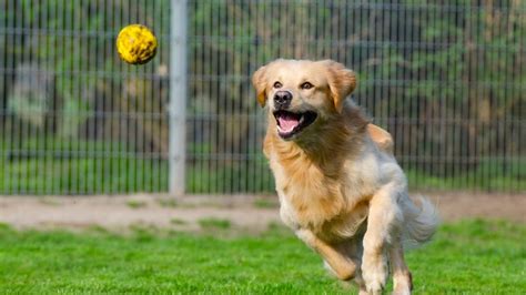 Flyball for Dogs: A dog sport for all breeds