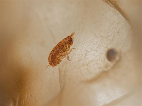 Premium Photo | Hyperiid amphipod vibilia sp