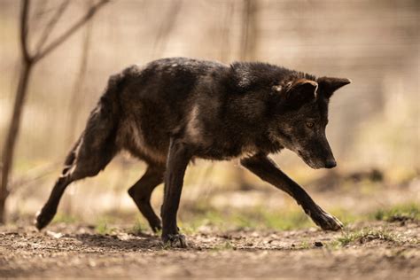 Black Wolf 7 by Lakela on DeviantArt