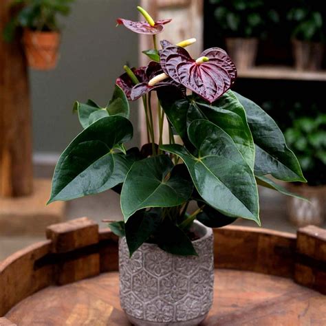 Anthurium czarne Black Love ️ Roslinydomowe.pl