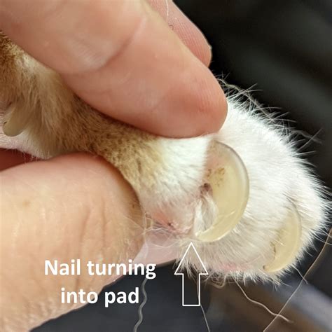 Nail problems in older cats - Pittwater Animal Hospital