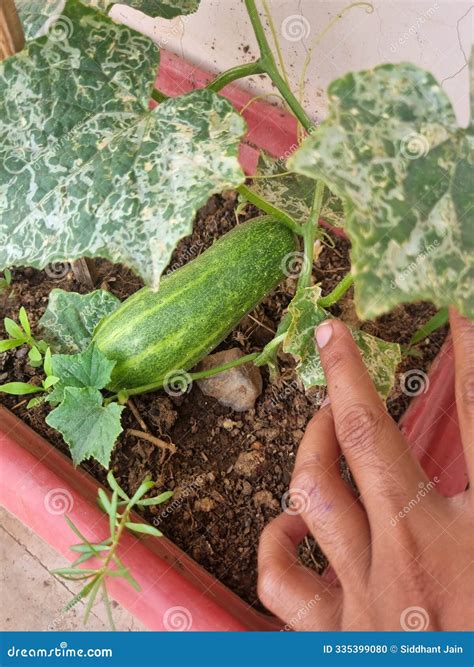 Homegrown Cucumber on Plant Stock Photo - Image of cucumber, plant