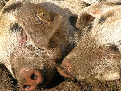 Schweine Schnauze Schweineschnauze - Kostenloses Foto auf Pixabay - Pixabay