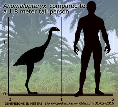 paleolithique inferieur pleistocene moyen anomalopteryx didiformis