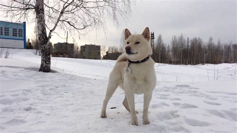 White shiba inu - YouTube