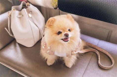 Razas de perros pequeños que no crecen | Smylepets