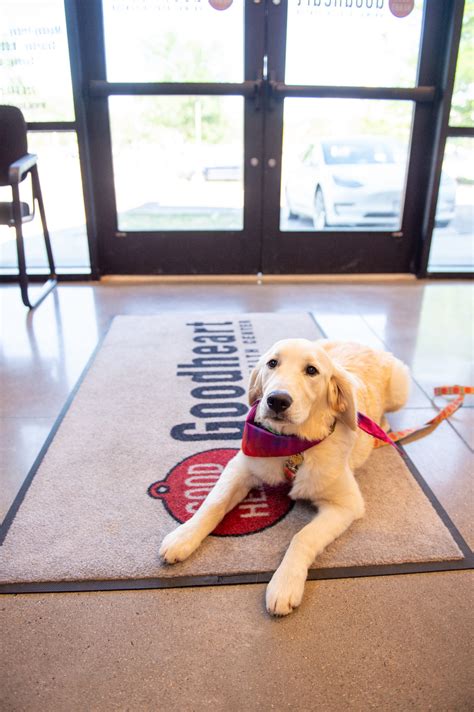 Protect Your Pup From Heat Exhaustion