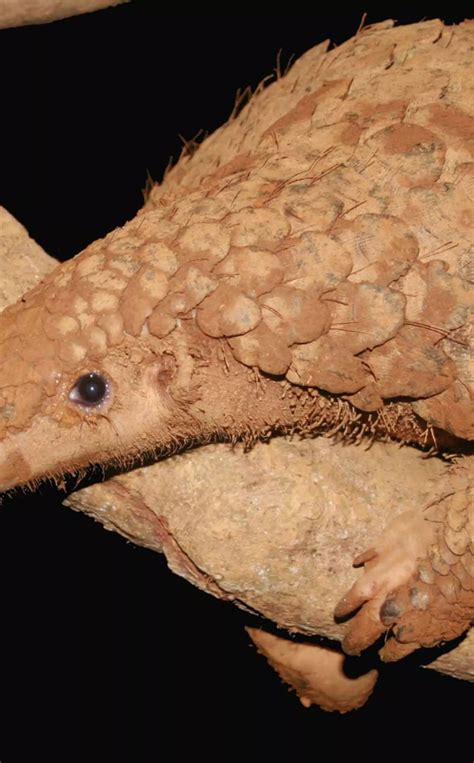 New hope for Thailand’s Sunda pangolins | ZSL