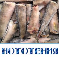 НОТОТЕНИЯ ОПТОМ - Оптовая продажа рыбы по Московской области и ...