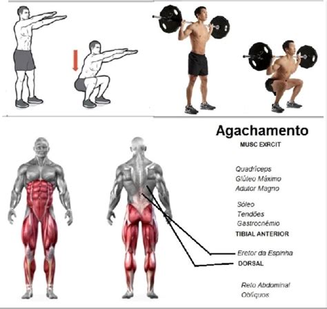Quais Musculos O Agachamento Trabalha - MUSCULACAO: AGACHAMENTO MUSCULOS EXERCITADOS