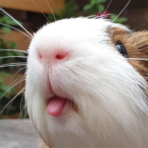 This Is The Cutest Pig Ever Cute Animals Animal Memes - vrogue.co