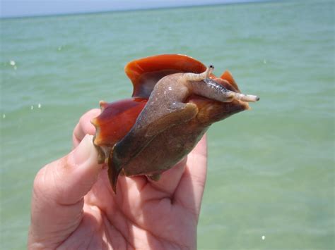 conch nutrition facts factsnet