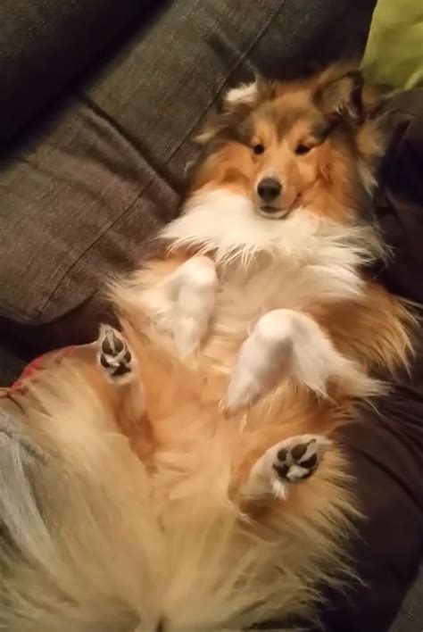 Pin by Peter Hoes on sheltie dogs | Sheltie dogs, Sheltie, Dogs