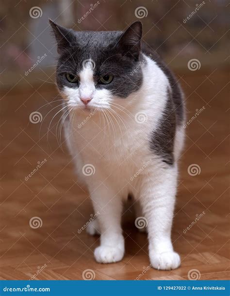 White with Gray Shorthair Cat Stock Photo - Image of fluffy, playful
