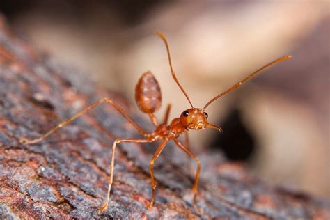 Fire Ants: Facts and Control | TERRO®