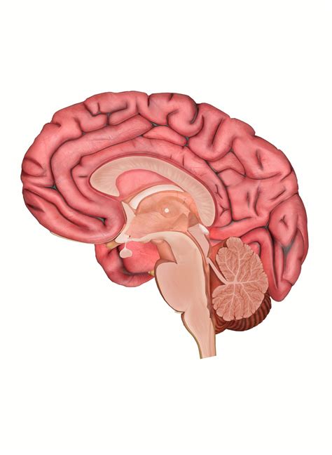 The Hippocampus Oxford Neuroscience Series 5