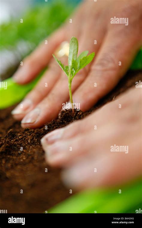 seedling  planted stock photo alamy