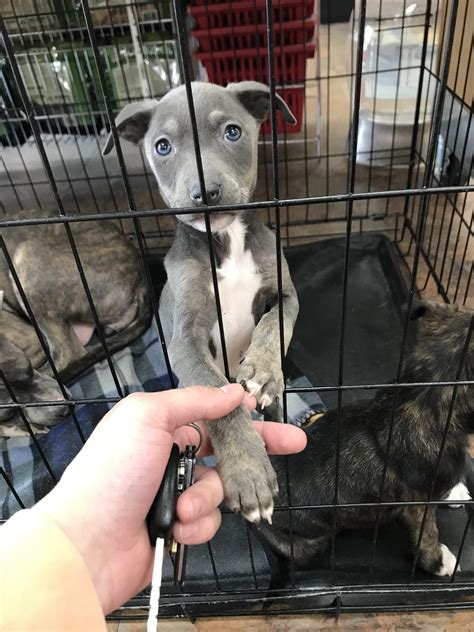 Shelters celebrate a record-breaking weekend for dog adoptions now 4