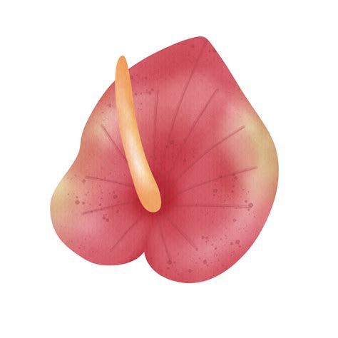 red anthurium flower 39633722 PNG