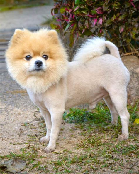 29 Best Pomeranian Haircuts With Pictures! (2024 Updated)