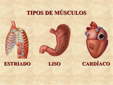 Musculo Liso E Estriado - TIPOS+DE+MÚSCULOS+ESTRIADO+CARDÍACO+LISO - Morfofisiologia - Anatomia