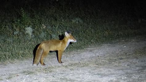 Red Fox | MarkEisingBirding
