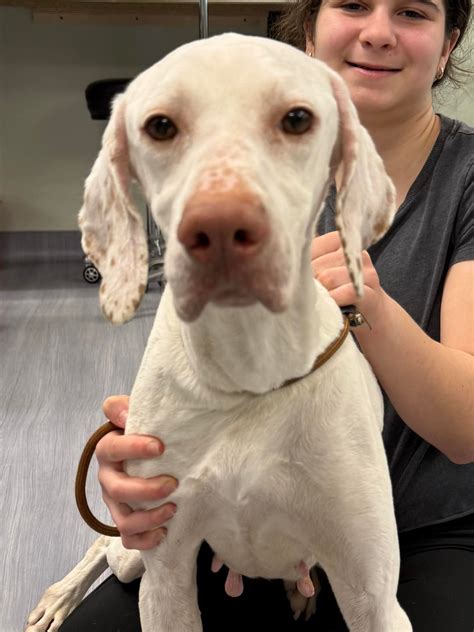 Animal Clinic of Milford | Milford CT