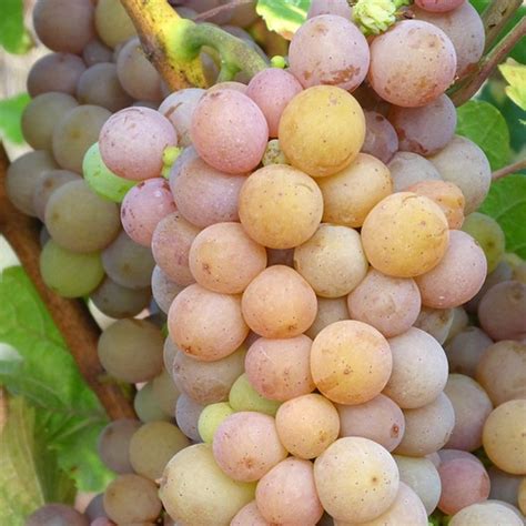 Buy Pinot Gris White Wine Grapevines Online at Ty Ty Plant Nursery LLC