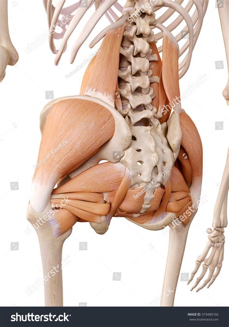 1,884 Hip Tendons Images, Stock Photos & Vectors | Shutterstock