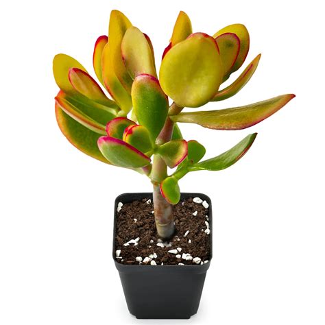 Amazon.com : Sprout N Green Golden Jade - Crassula Ovata 'Hummel Sunset