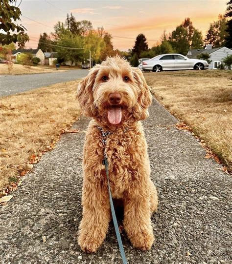 Apricot Goldendoodle Guide: Everything You Need To Know